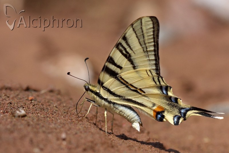 Iphiclides podalirius