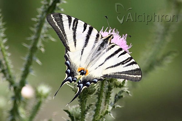 Iphiclides podalirius