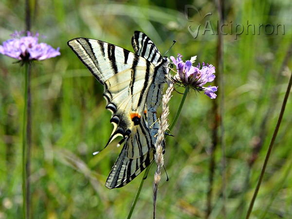 Iphiclides podalirius