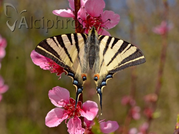 Iphiclides podalirius