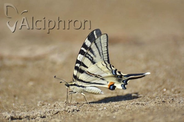 Iphiclides podalirius