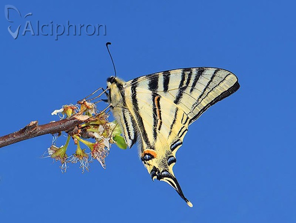 Iphiclides podalirius