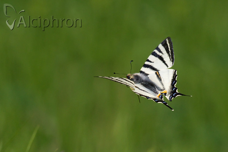 Iphiclides podalirius