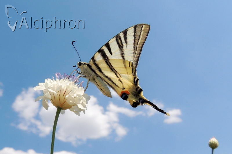 Iphiclides podalirius
