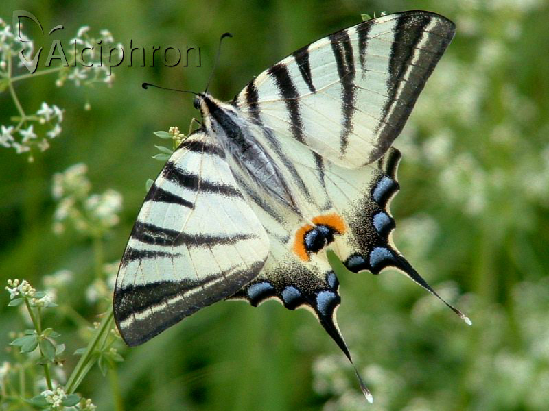 Iphiclides podalirius
