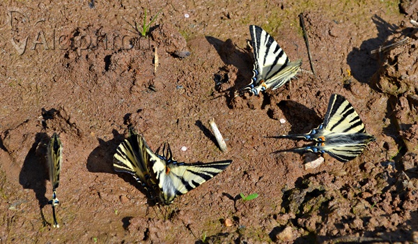 Iphiclides podalirius