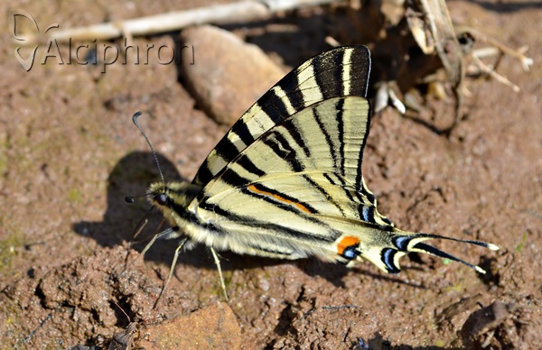 Iphiclides podalirius