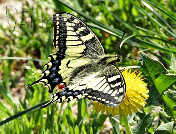 Papilio machaon