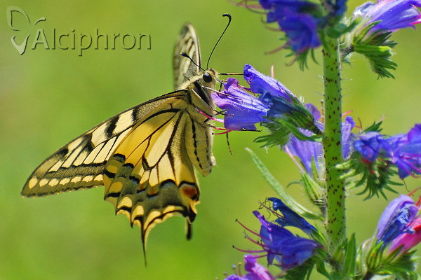 Papilio machaon