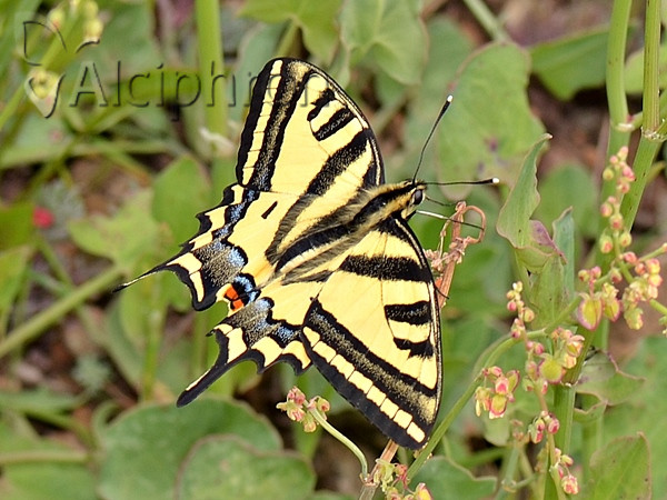 Papilio alexanor