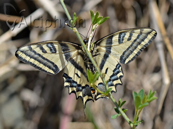Papilio alexanor