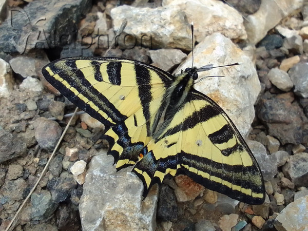 Papilio alexanor