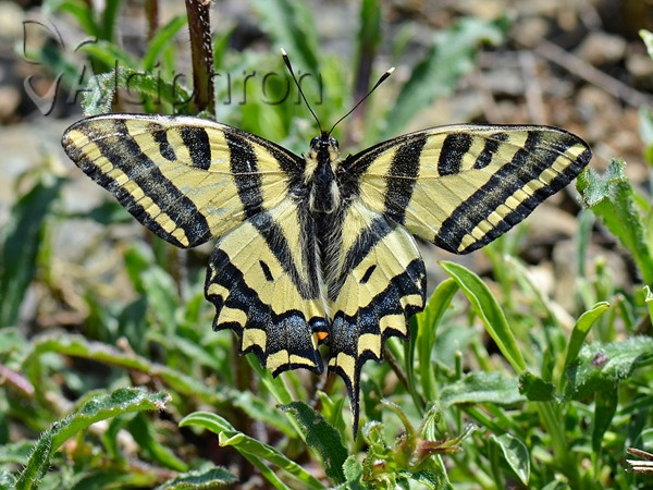 Papilio alexanor