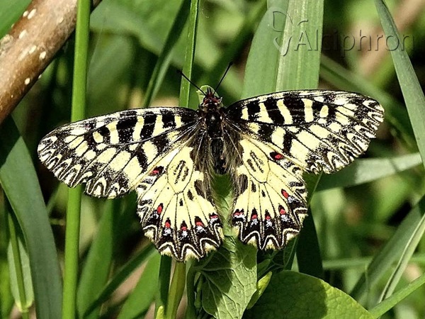 Zerynthia polyxena