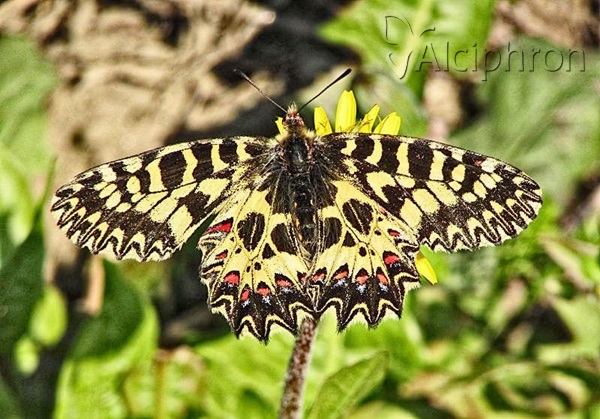 Zerynthia polyxena