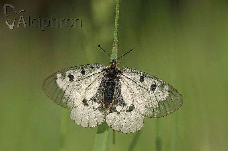 Parnassius mnemosyne