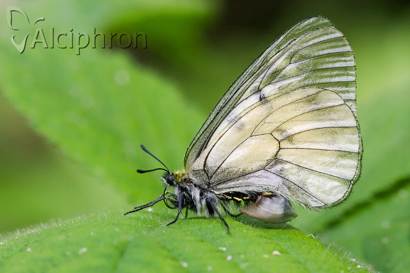 Parnassius mnemosyne