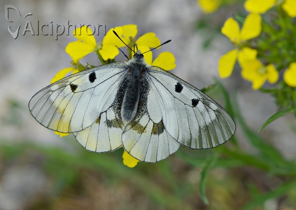 Parnassius mnemosyne