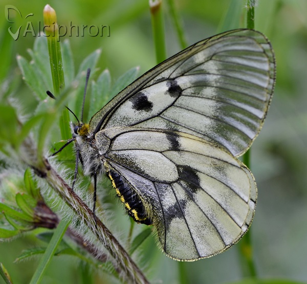 Parnassius mnemosyne