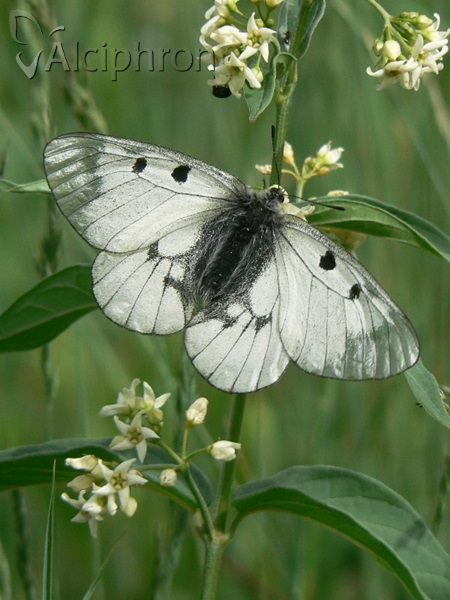 Parnassius mnemosyne