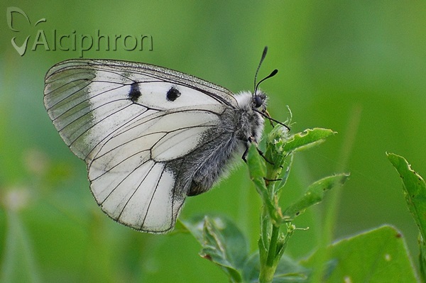 Parnassius mnemosyne