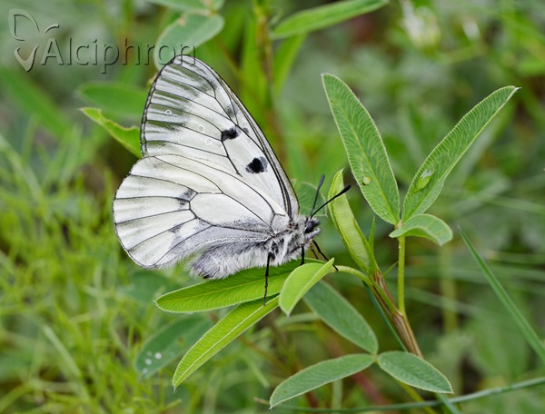 Parnassius mnemosyne