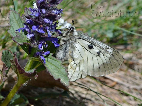 Parnassius mnemosyne