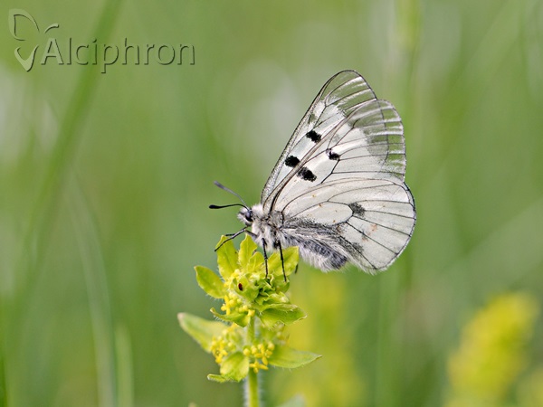 Parnassius mnemosyne