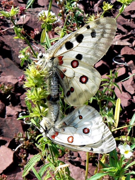 Parnassius apollo
