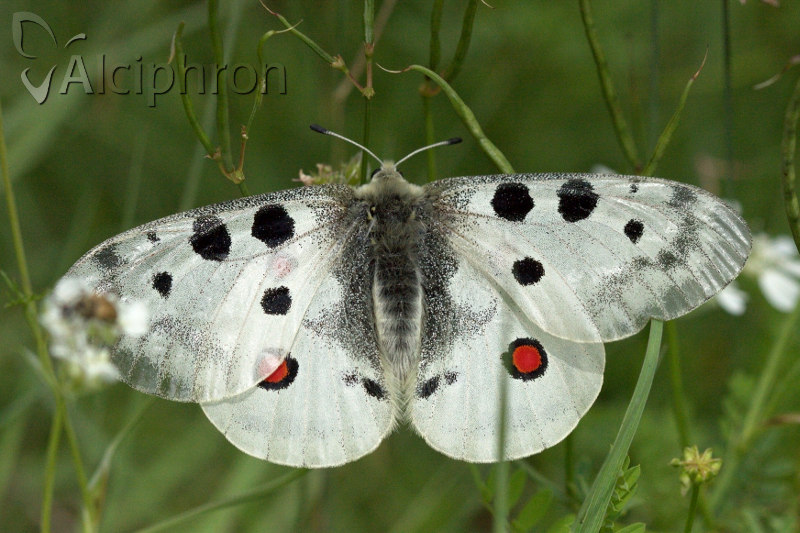 Parnassius apollo