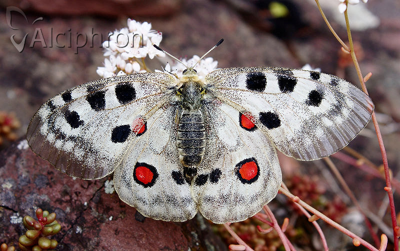 Parnassius apollo