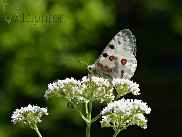 Parnassius apollo
