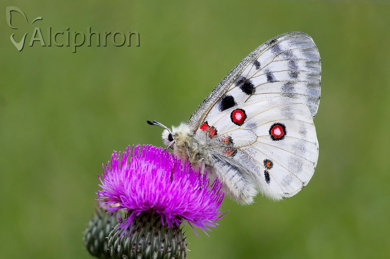 Parnassius apollo