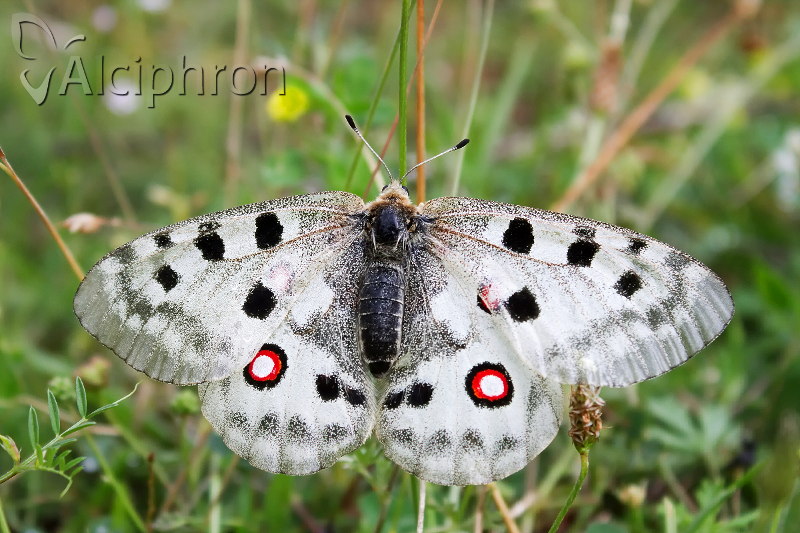 Parnassius apollo