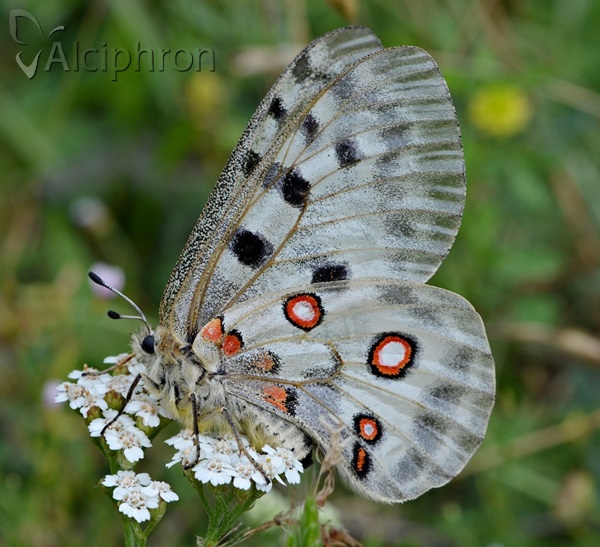 Parnassius apollo