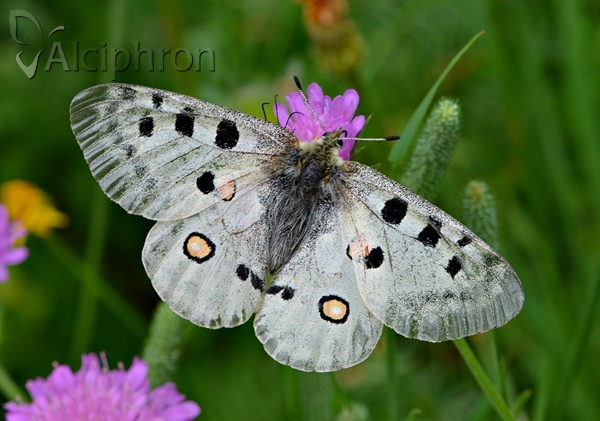 Parnassius apollo