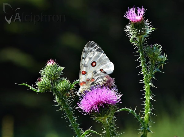 Parnassius apollo