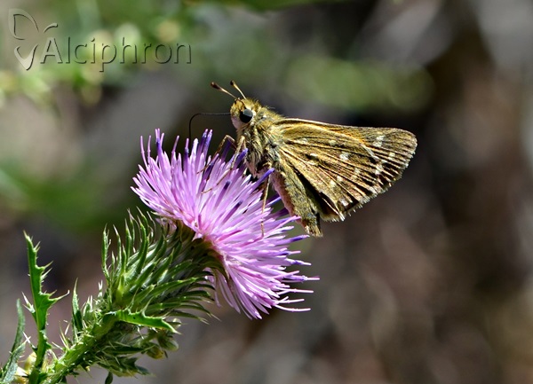 Hesperia comma