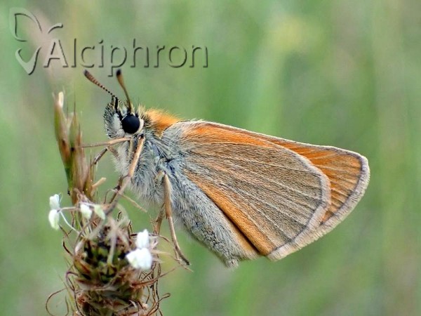 Thymelicus lineola