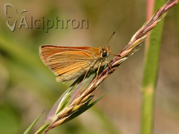 Thymelicus lineola
