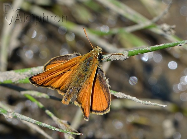 Thymelicus sylvestris