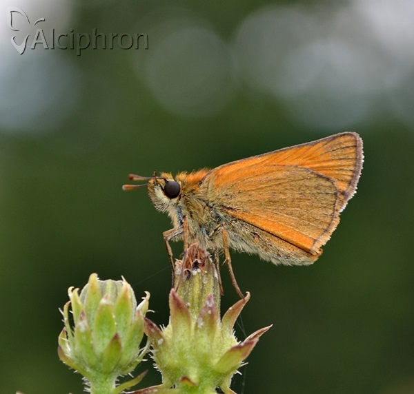 Thymelicus sylvestris