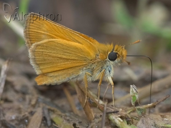 Thymelicus sylvestris