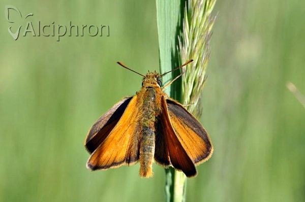 Thymelicus sylvestris