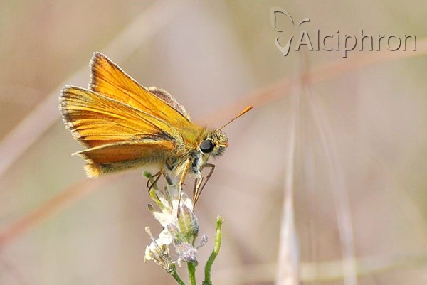 Thymelicus sylvestris