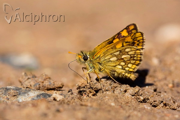 Carterocephalus palaemon