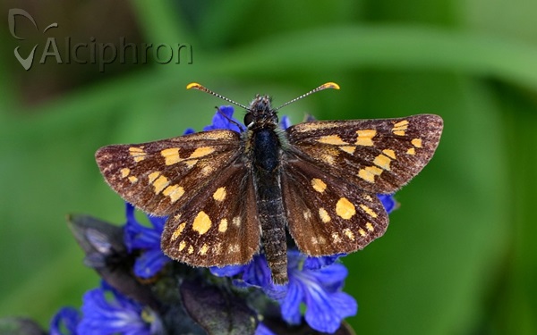 Carterocephalus palaemon