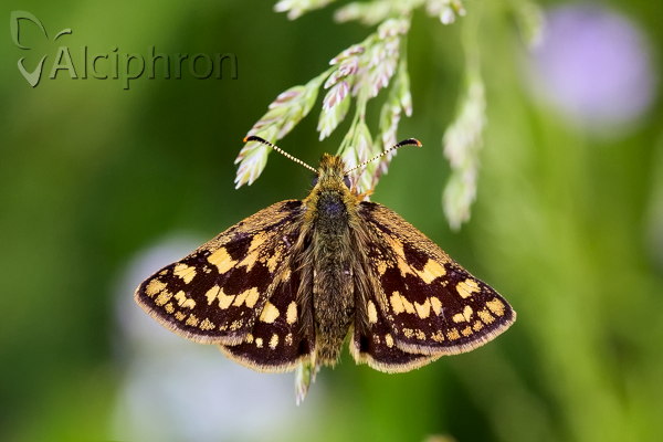 Carterocephalus palaemon