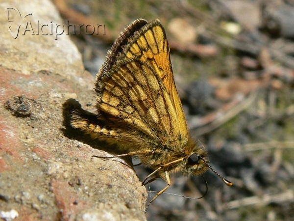Carterocephalus palaemon