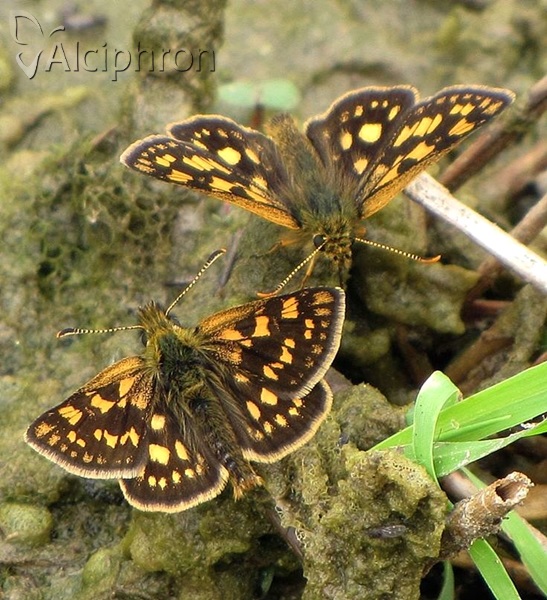 Carterocephalus palaemon